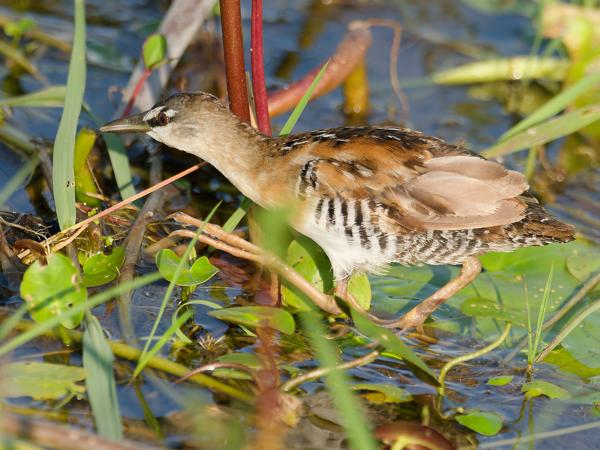 <h3><a href="/trips/costa-rica/biota/animalia/chordata/aves/023 gruiformes/003 rallidae/porzana flaviventer/porzana flaviventer-nl.html">Porzana&nbsp;flaviventer</a> / Yellow‑breasted&nbsp;crake / Geelbuikporseleinhoen</h3>OM-1 Mark II met M.300mm F4.0 + MC-14, 1/2000 sec  bij F5.6, ISO 1000, afstand 5.86&nbsp;m